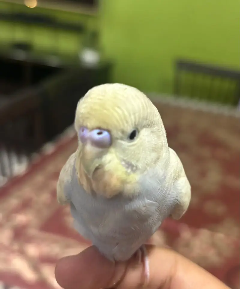 Hand tame Budgie free — photo 2