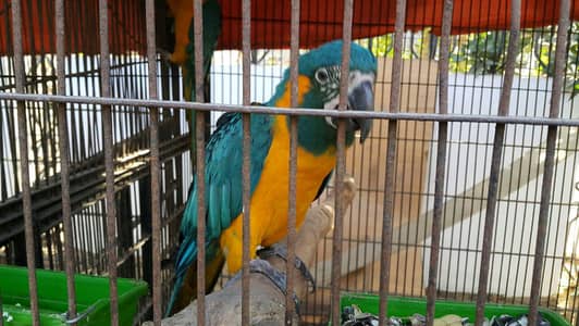 blue Macaw parrot checks for sale0346%2738%809