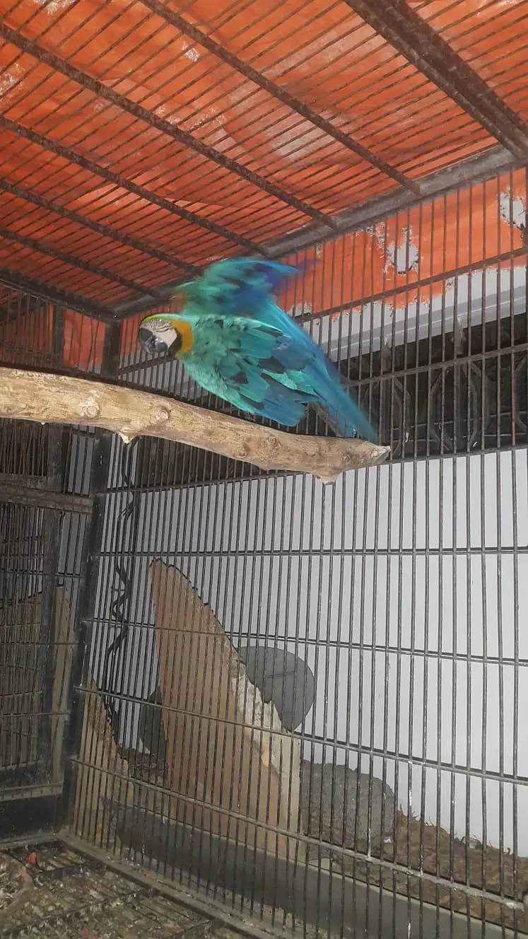 blue Macaw parrot checks for sale0346%2738%809 — photo 3