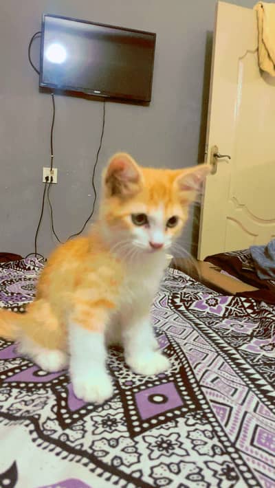 Persian cat double court healty and sweet