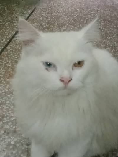 2 colour eyes blue and golden.