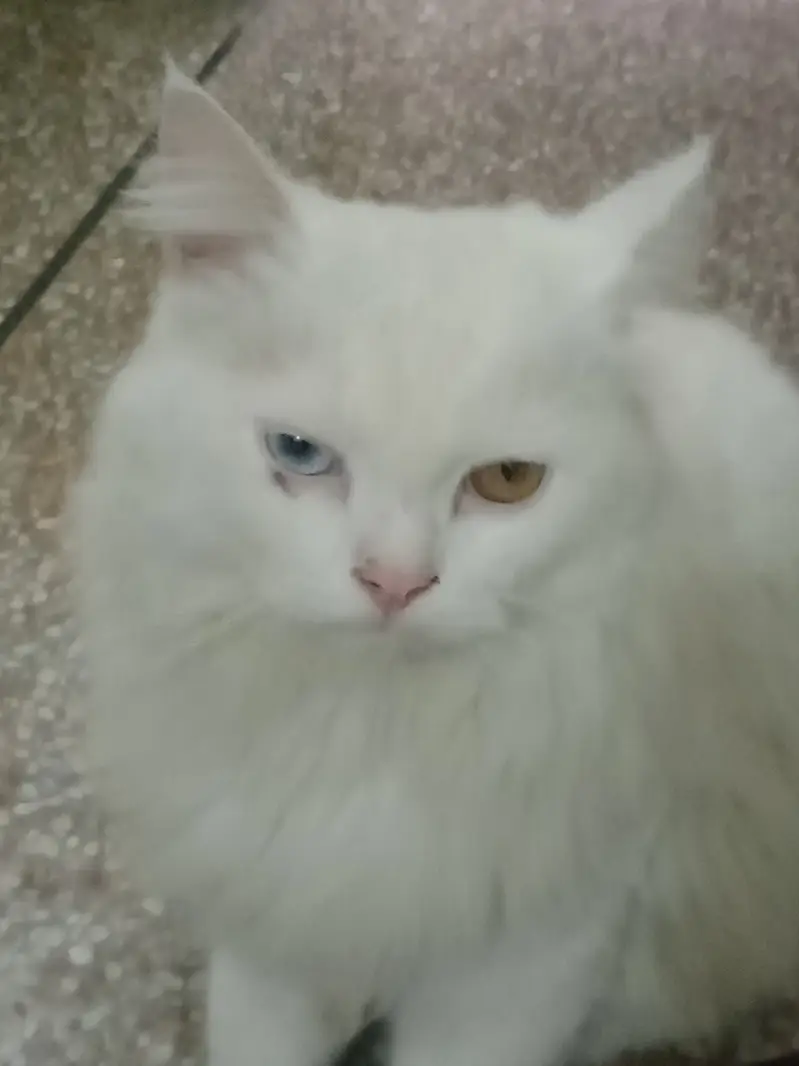 2 colour eyes blue and golden. — photo 2