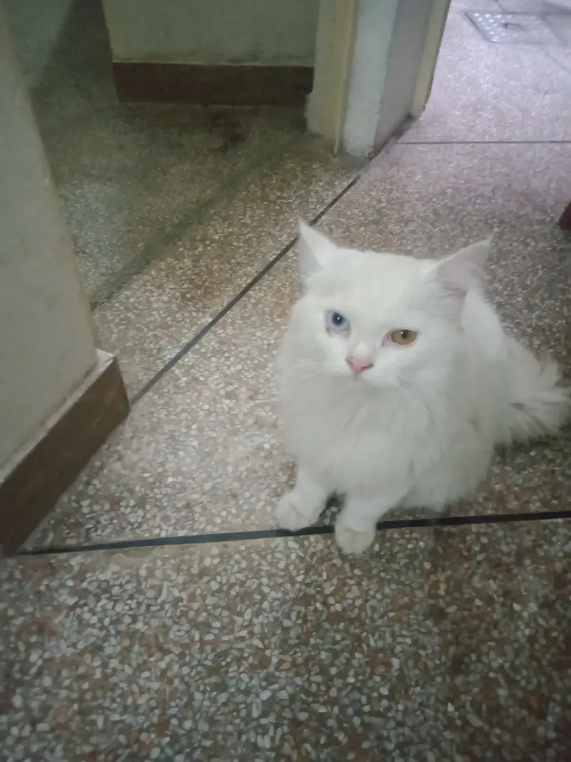 2 colour eyes blue and golden. — photo 4