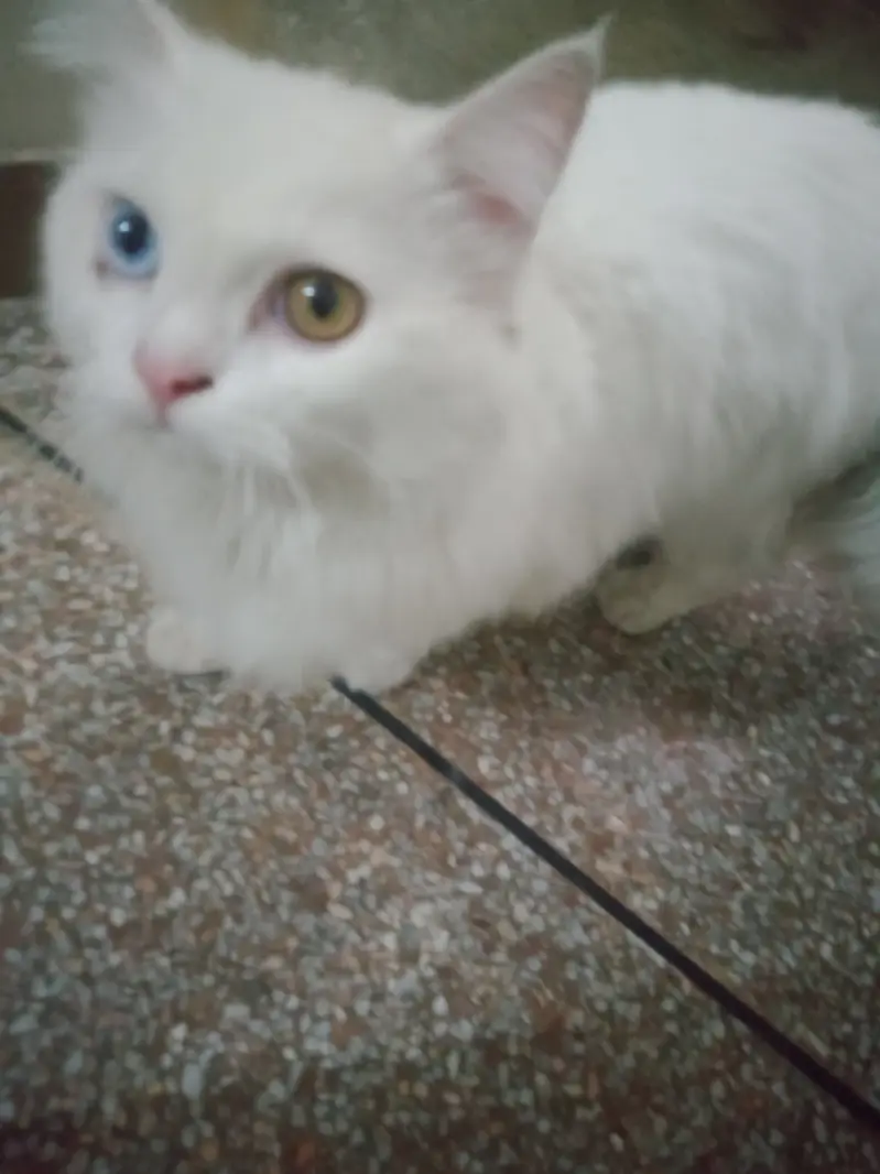 2 colour eyes blue and golden. — photo 5