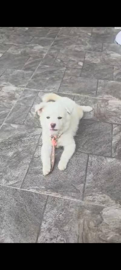 Russian dog puppy
