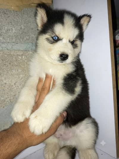 husky puppy high quality WhatsApp 03485816804
