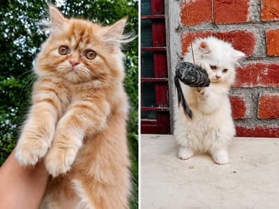 punch face Female kittens available in lahore 03234102419