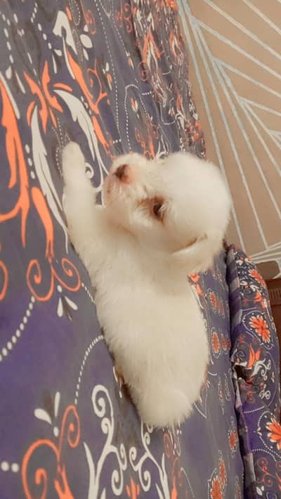 Pure white Russian Maltese toy puppy 35 days old