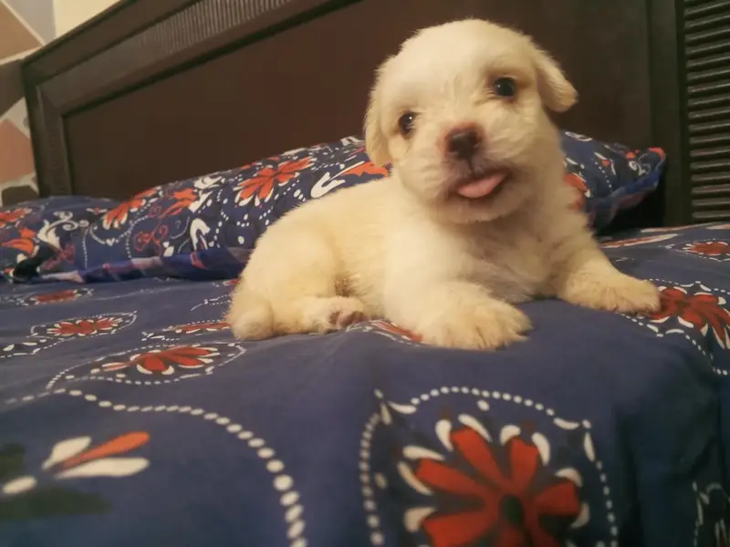 Pure white Russian Maltese toy puppy 35 days old — photo 2