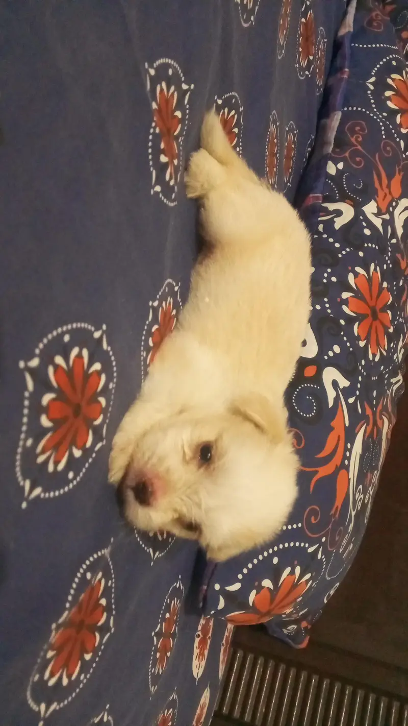Pure white Russian Maltese toy puppy 35 days old — photo 3