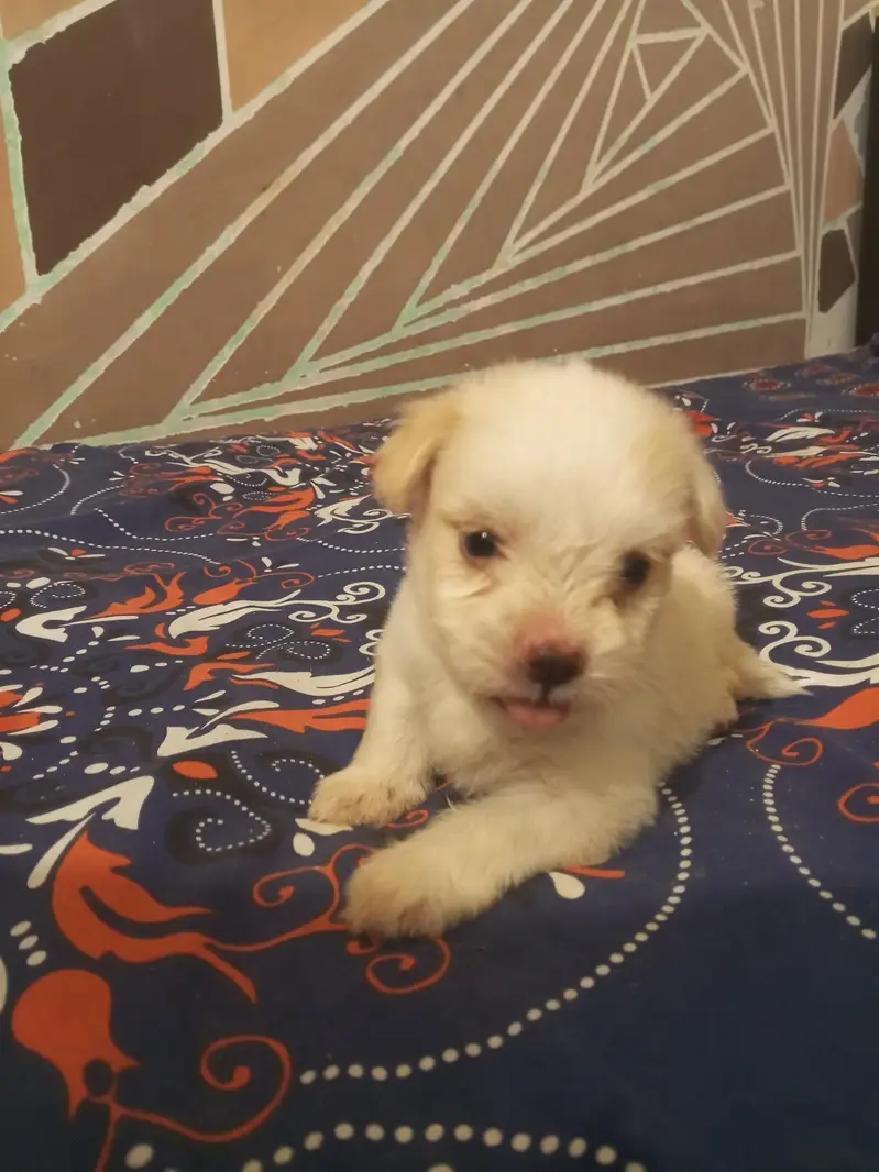 Pure white Russian Maltese toy puppy 35 days old — photo 4