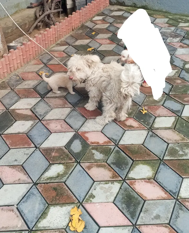 Pure white Russian Maltese toy puppy 35 days old — photo 5