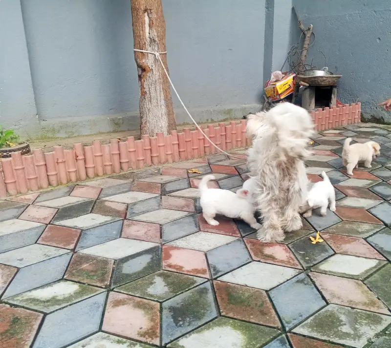 Pure white Russian Maltese toy puppy 35 days old — photo 6