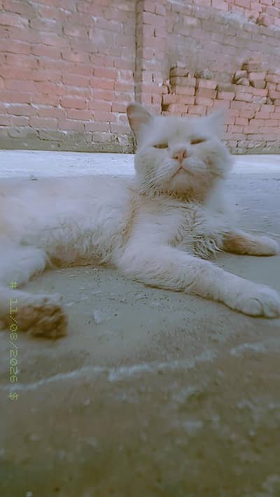 Healthy 1 Year old Male Persian Cat For Sale Vaccinated