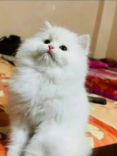 Persian cat for sale 2 month age available
