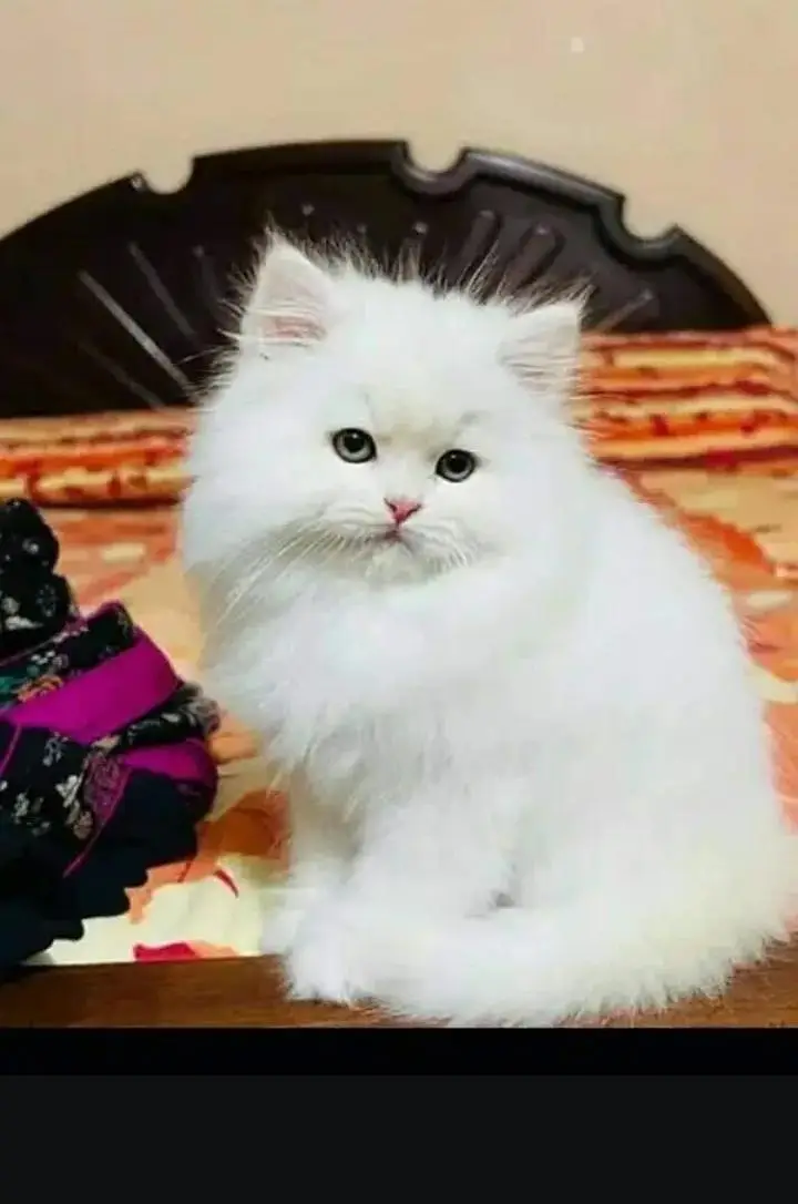 Persian cat for sale 2 month age available — photo 2