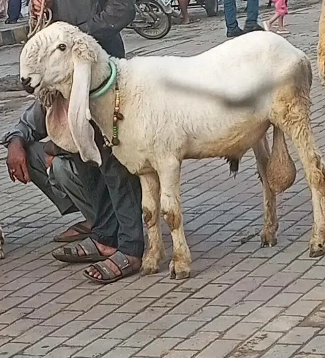 kajla Bakra