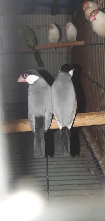 fawn java and split fawn java pair for sale