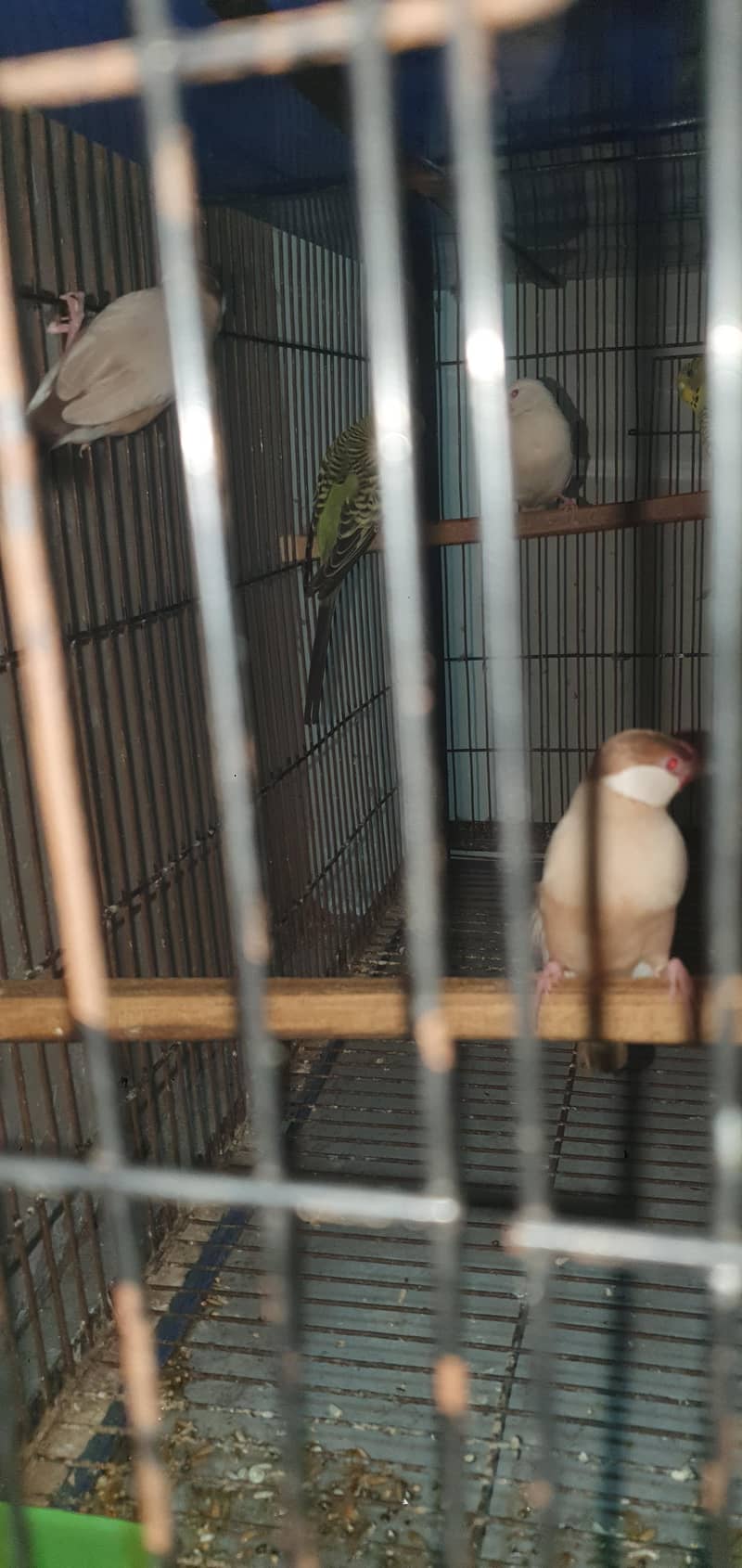 fawn java and split fawn java pair for sale 1