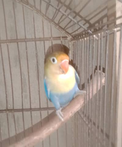 adult male lovebird
