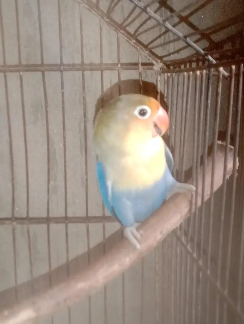 adult male lovebird — photo 2