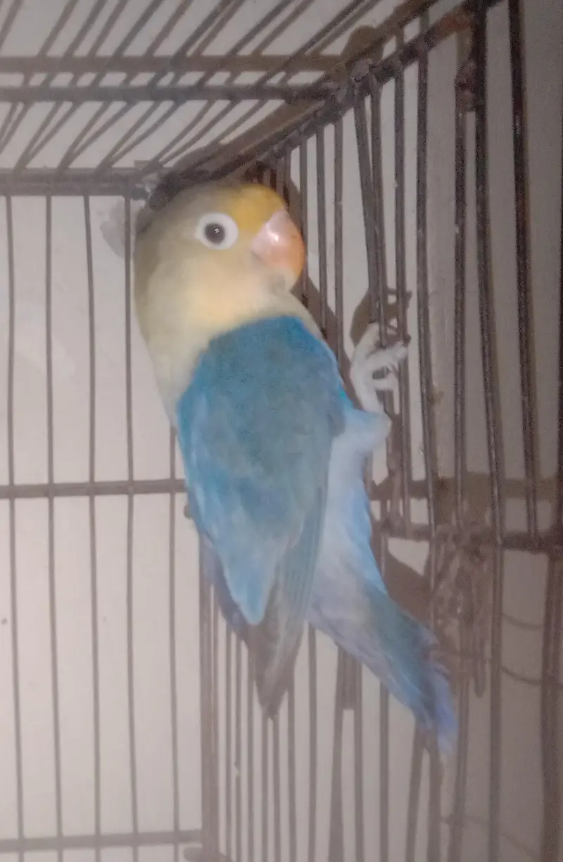 adult male lovebird — photo 3