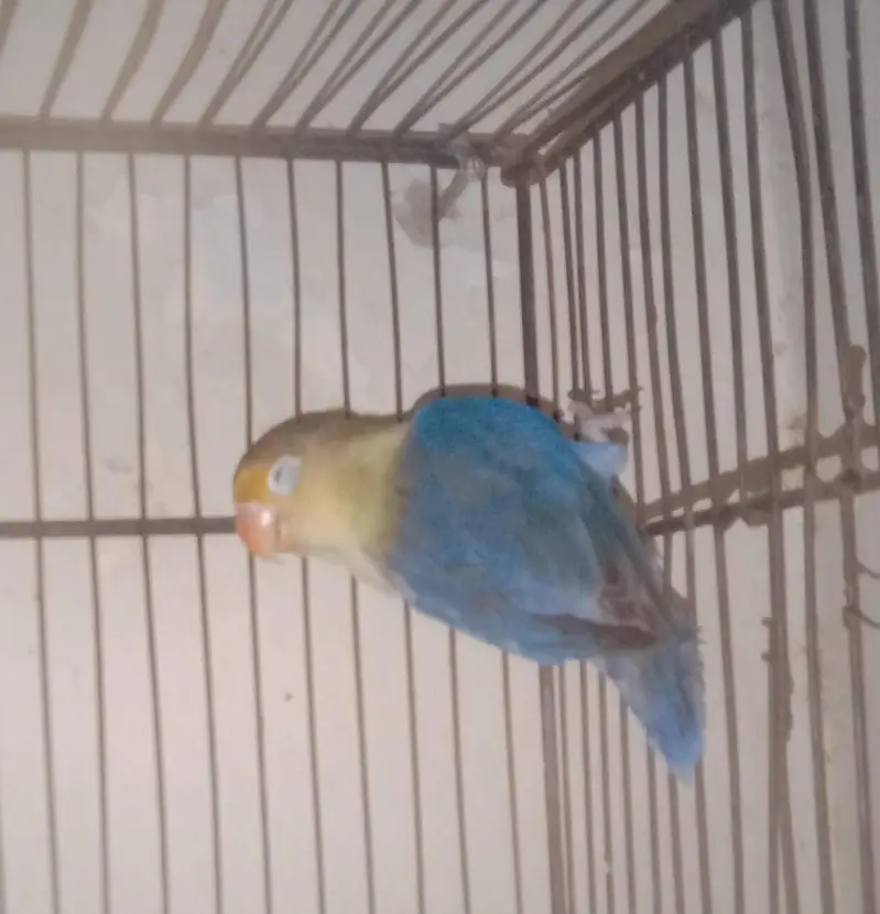 adult male lovebird — photo 4