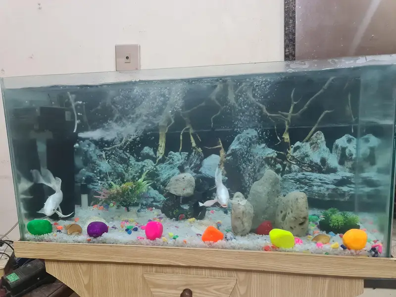 fish Aquarium — photo 4