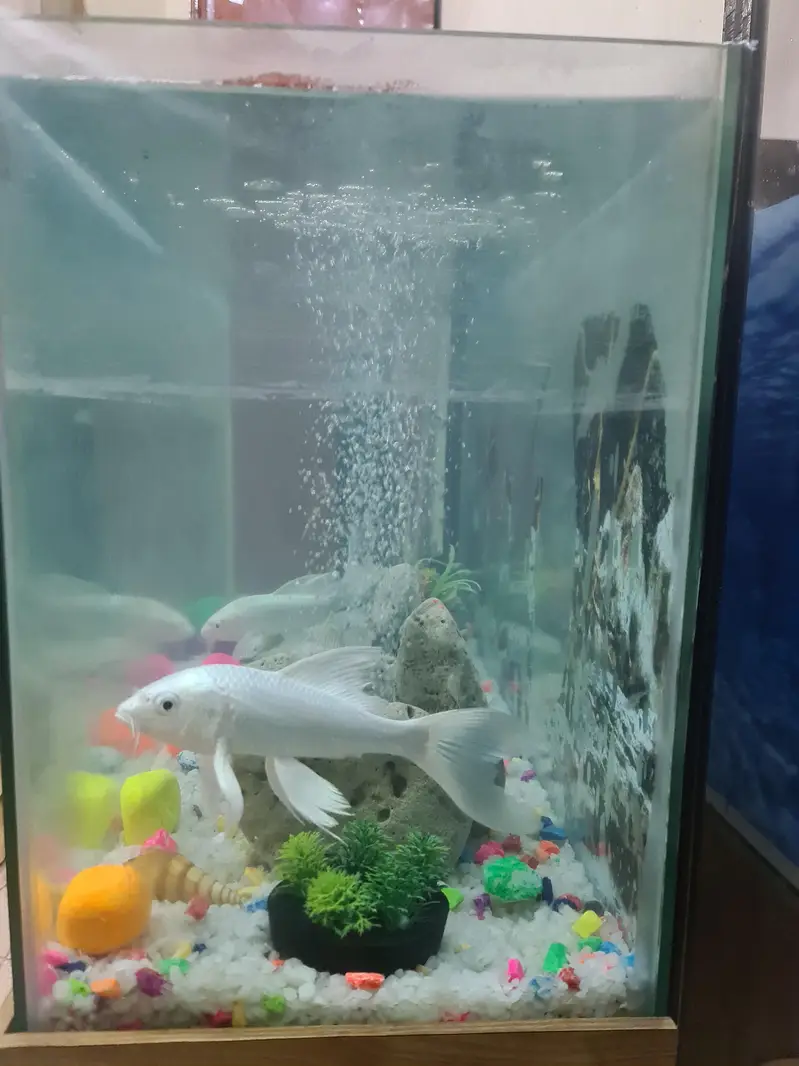 fish Aquarium — photo 6