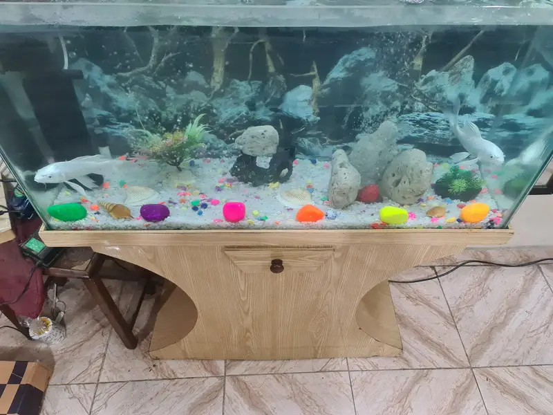 fish Aquarium — photo 9