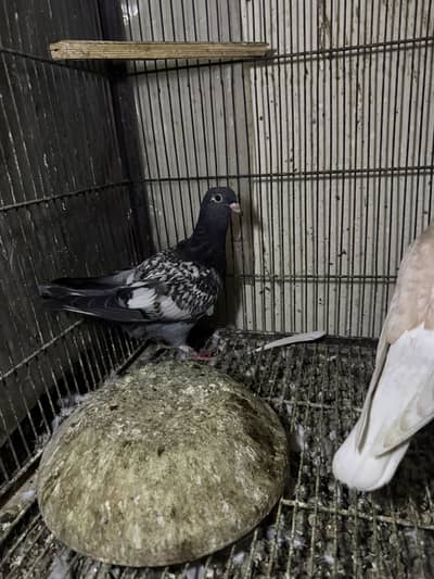 Mix birds 700 each