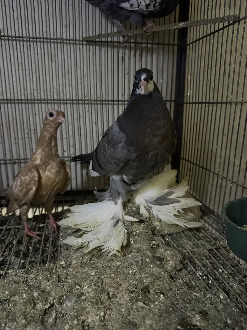 Mix birds 700 each — photo 2