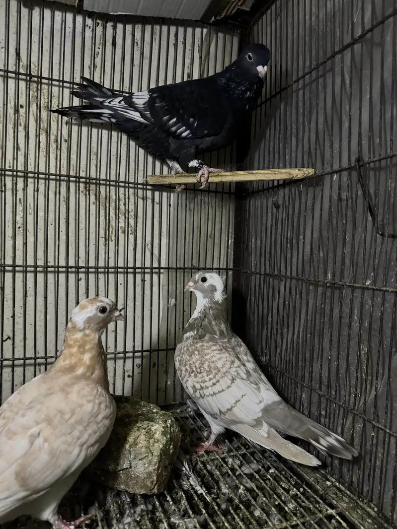 Mix birds 700 each — photo 3