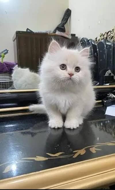 Persian cat for sale 2 month age available