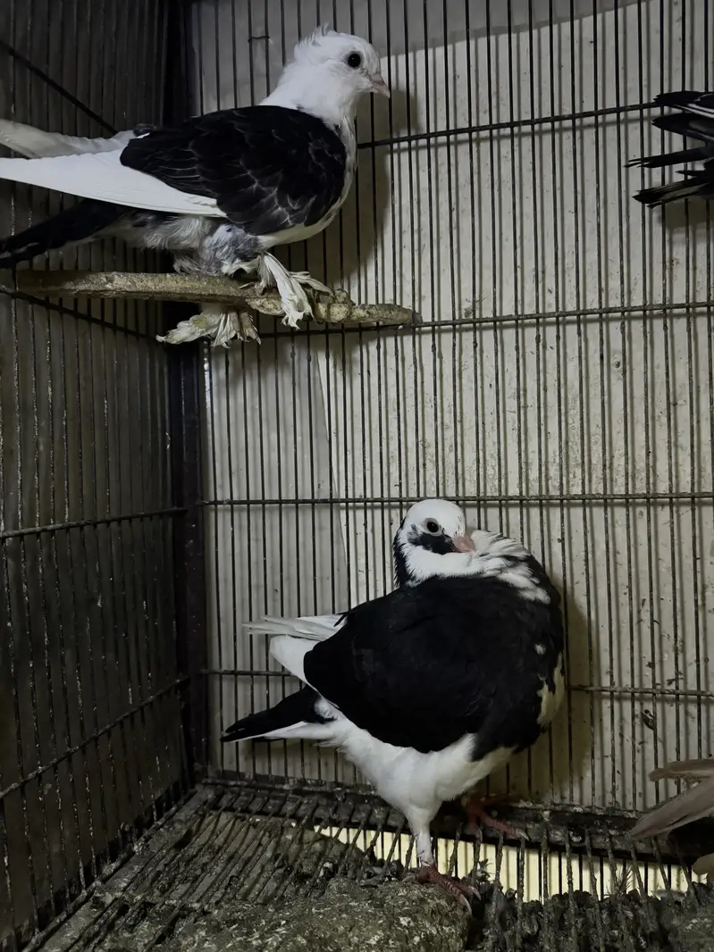 Mix birds 700 each — photo 4