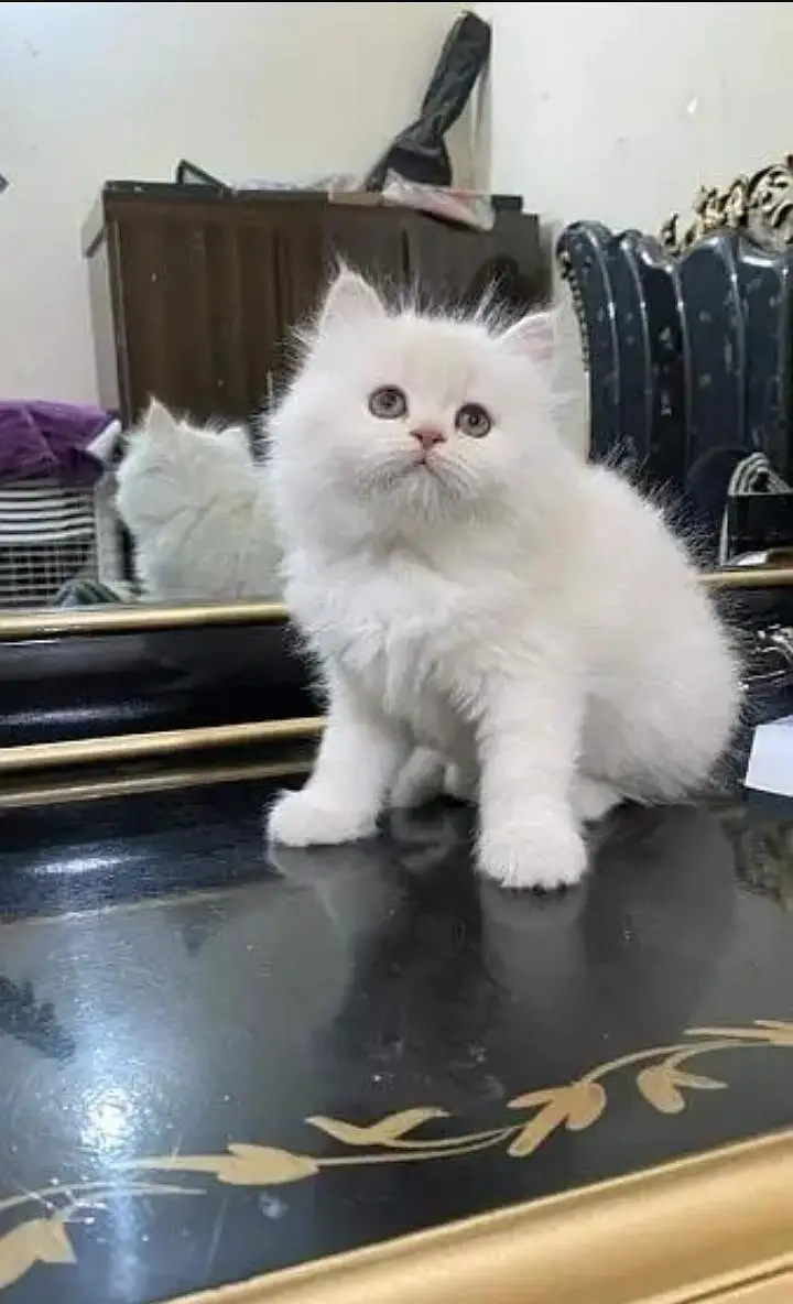 Persian cat for sale 2 month age available — photo 2