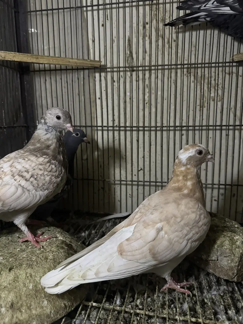 Mix birds 700 each — photo 5