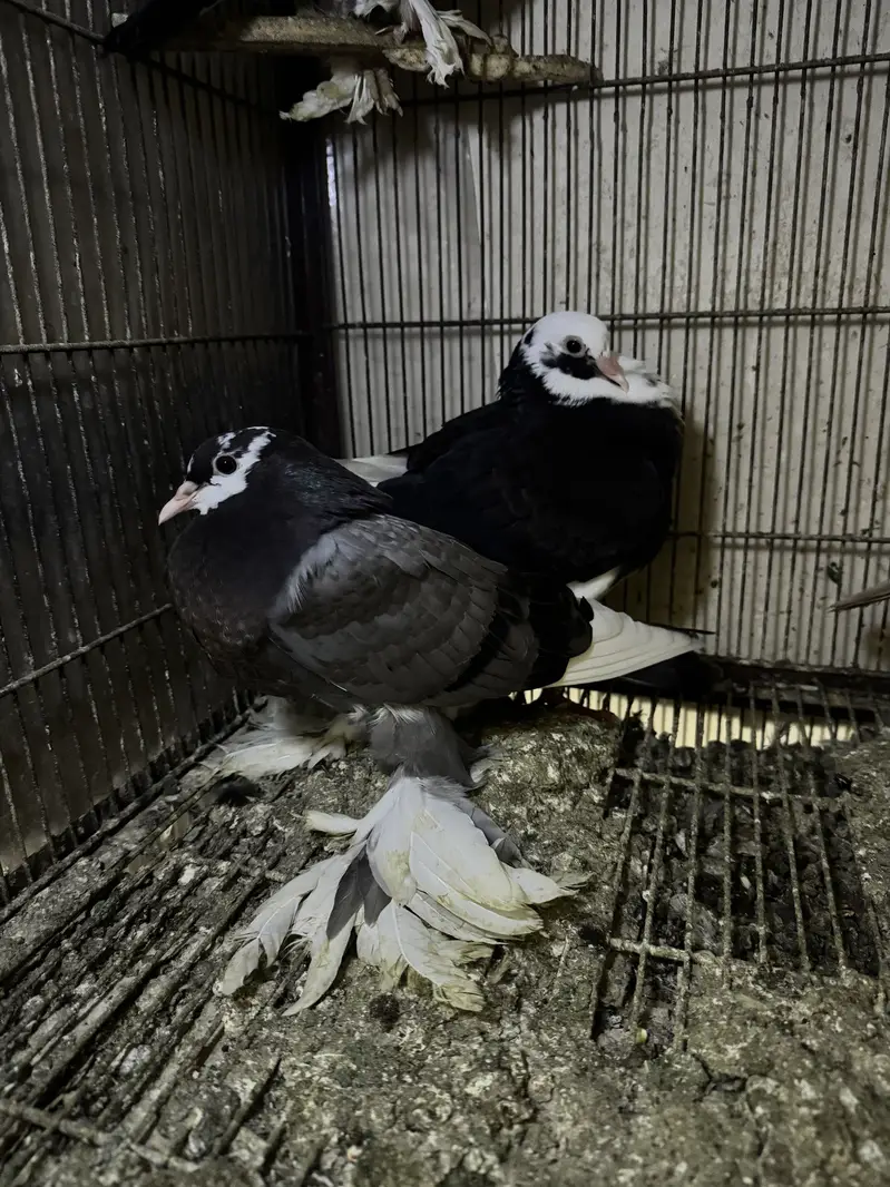 Mix birds 700 each — photo 6
