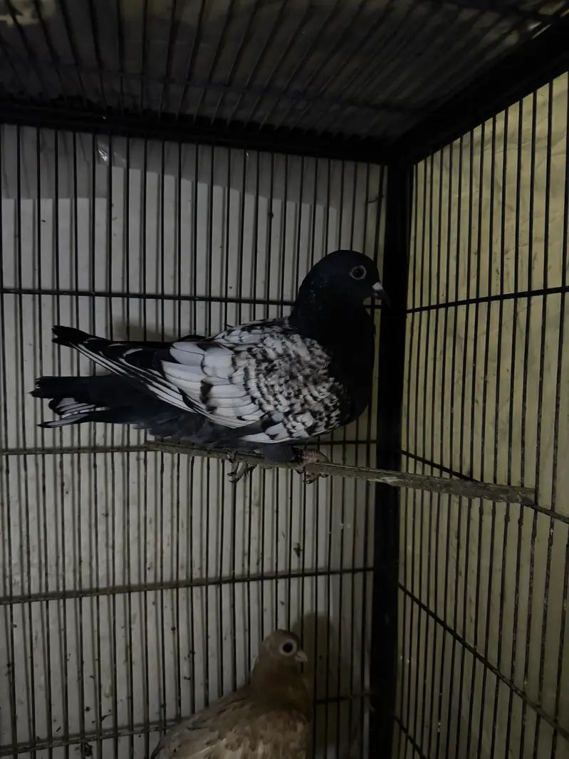 Mix birds 700 each — photo 7