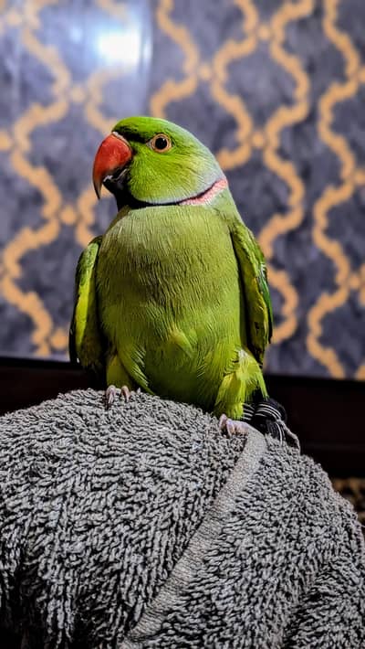 Raw parrot 