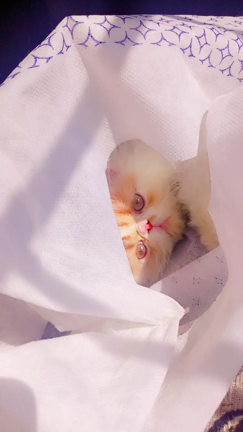 CFA registered Male — photo 3