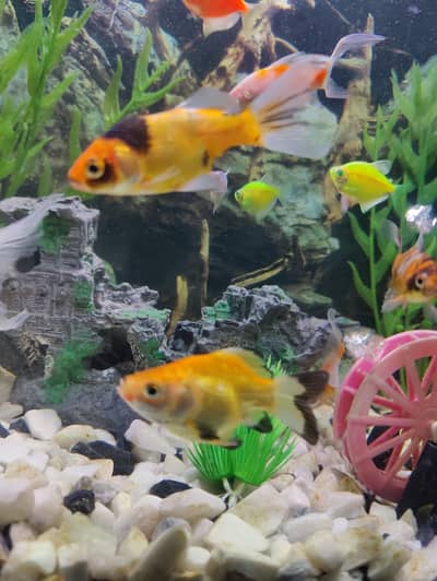 goldfish carp fish