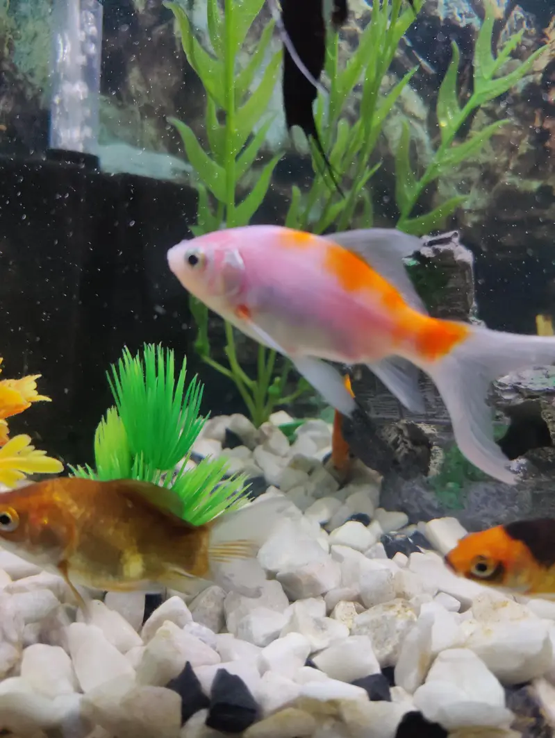goldfish carp fish 6 fish — photo 2