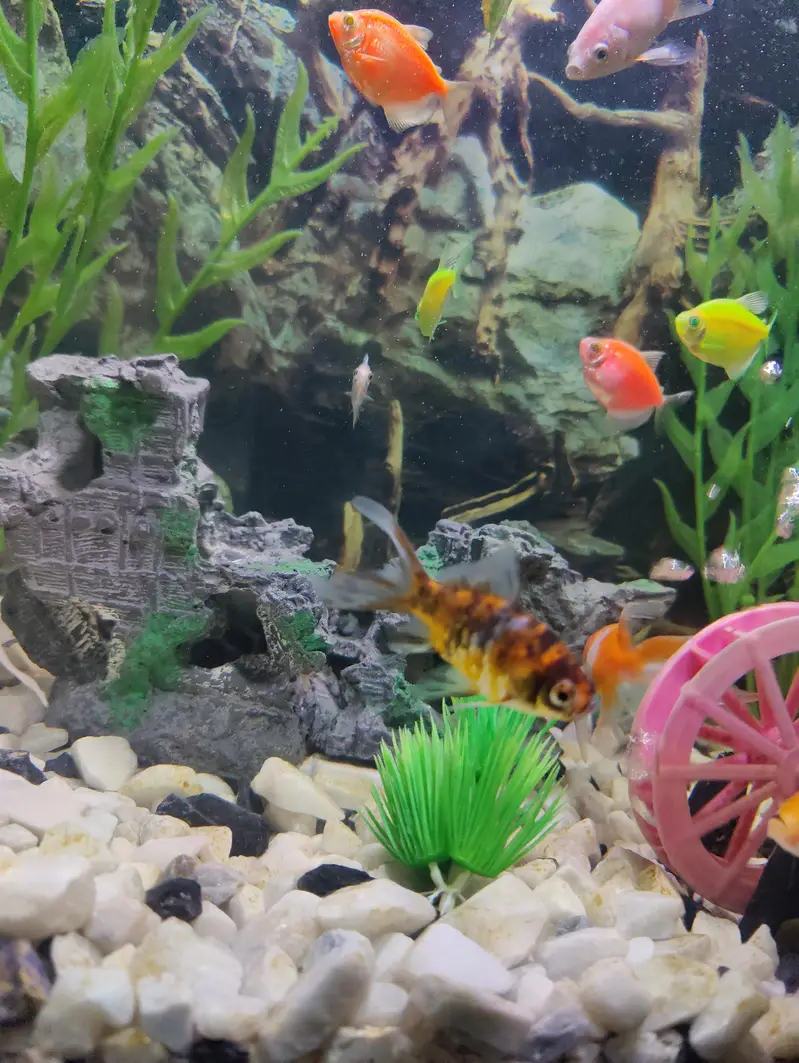 goldfish carp fish 6 fish — photo 3