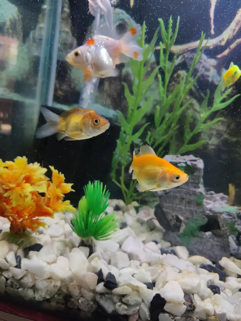 goldfish carp fish 6 fish — photo 4