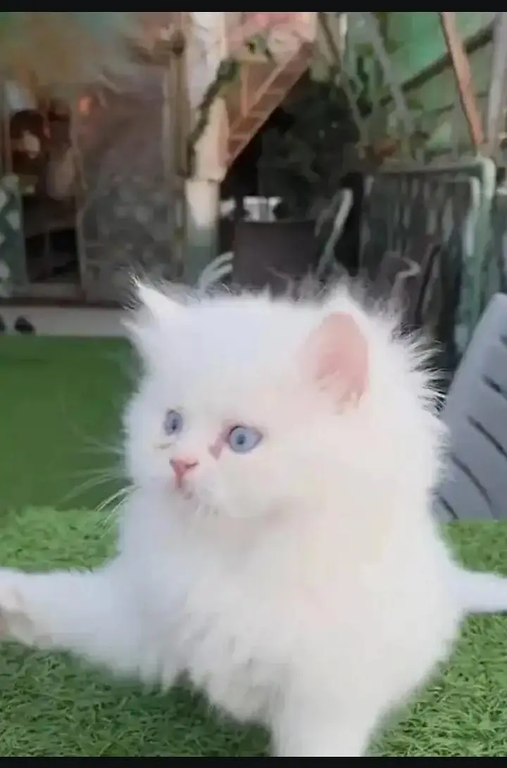 Persian cat for sale 2 month age available — photo 2