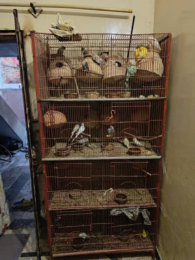 Cage with complete setup sale