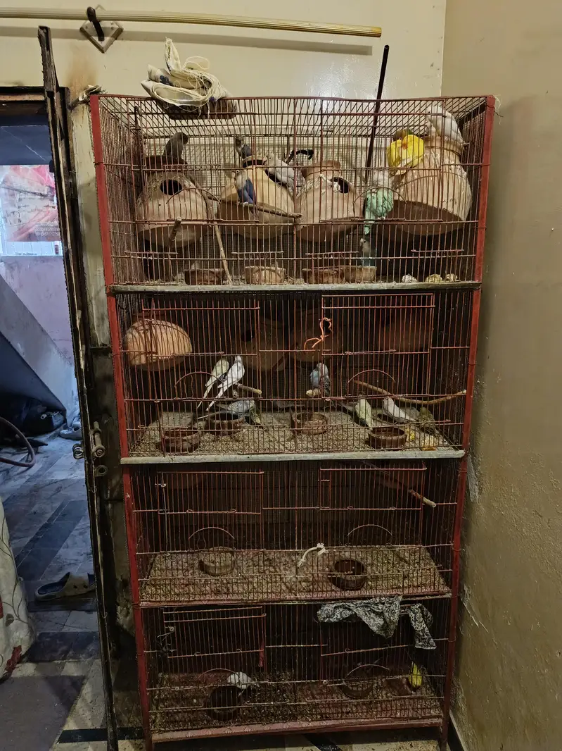 Cage with complete setup sale