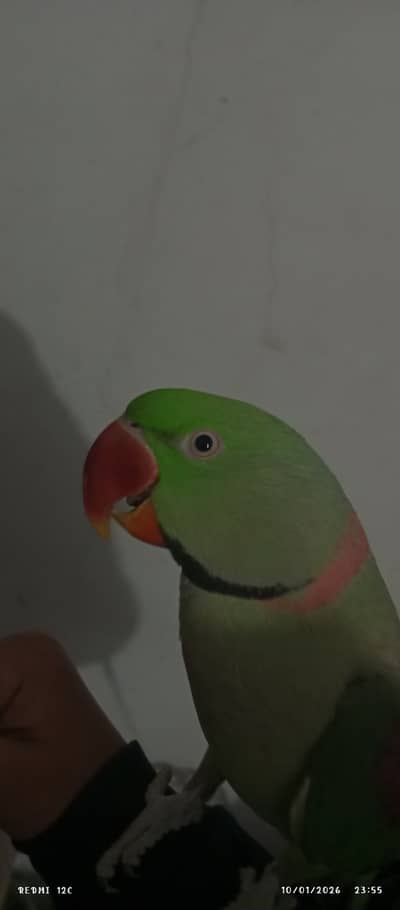 Raw parrot pair