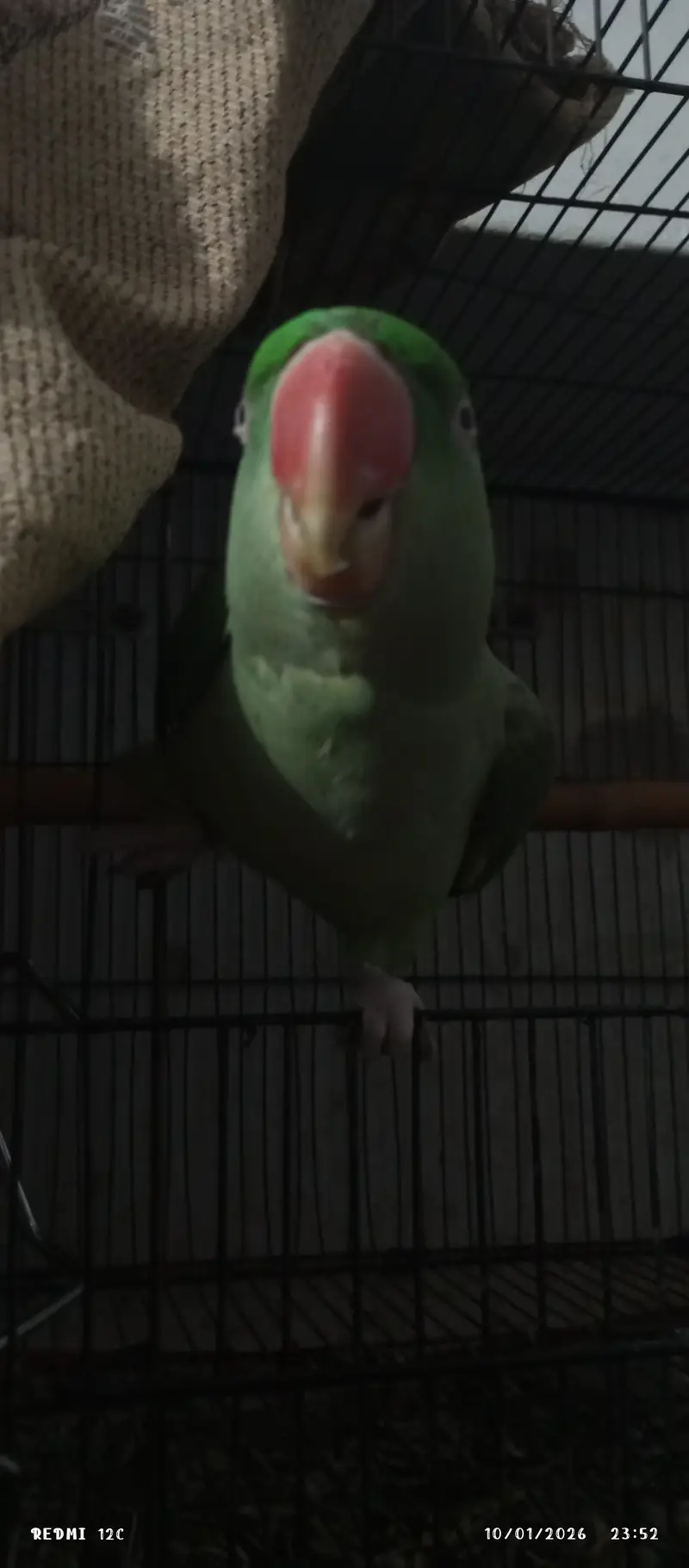 Raw parrot pair — photo 2